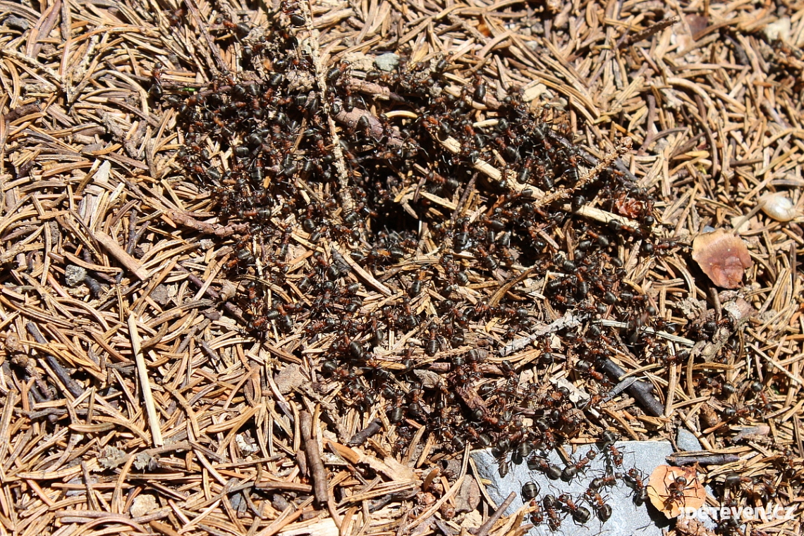 Na průzkumu v mraveništi